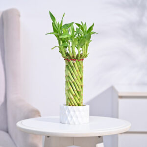 Lucky Wheel Bamboo Plant