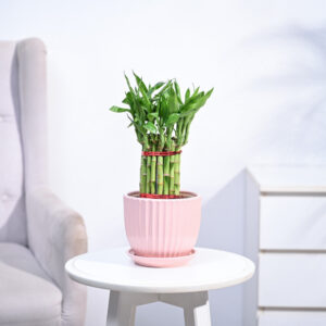 Lucky Bamboo Plant Medium