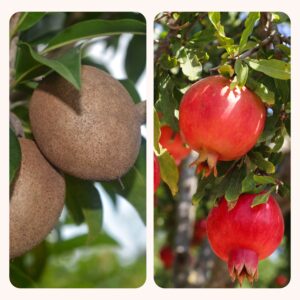 Chiku and Pomegranate Fruit Plant Combo with Grow Bag