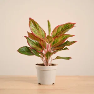 Aglaonema Red Plant