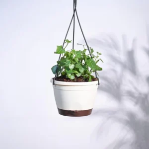 English Ivy Plant In Hanging Planter