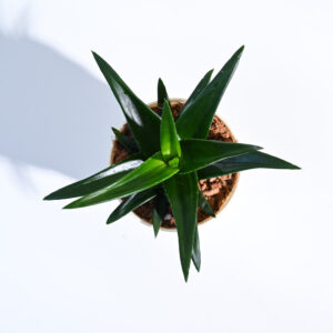Aloe Blizzard Plant