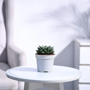 Haworthia Maculata Plant