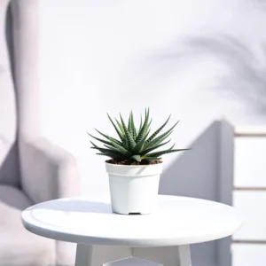 Zebra Haworthia Plant