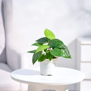 Betel Leaf Plant (Magai Paan)