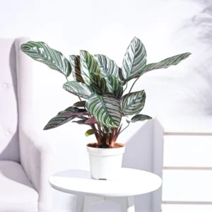 Calathea Sanderiana