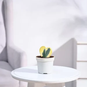 Heart Hoya Plant - Variegated