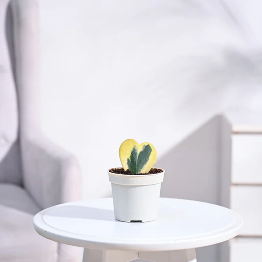 Heart Hoya Plant - Variegated