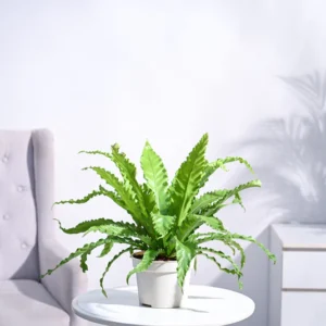 Osaka Bird Nest Fern