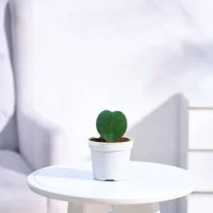 Heart Hoya Plant