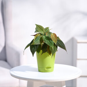 Philodendron Micans Plant