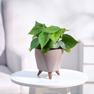 Philodendron Oxycardium Green Plant