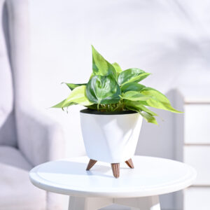 Philodendron Brasil Plant