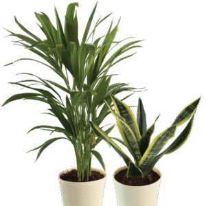 Air Purifying Plant Bundle - Areca Palm, Sansevieria Futura Superba