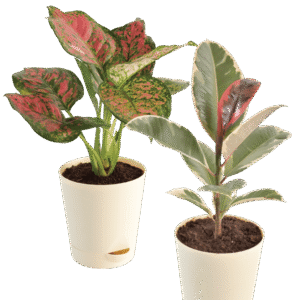 Aglaonema Pink Beauty Plant