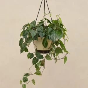 Betel Leaf (Magai Paan) With Hanging Pot