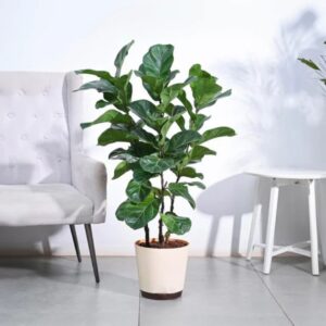 Ficus Lyrata Bambino -XL