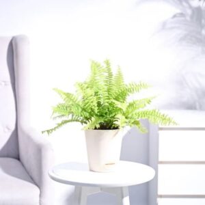 Golden Fern Plant