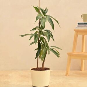 Kesar Mango Plant