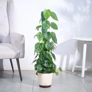 Philodendron Oxycardium Green Plant with Moss Stick