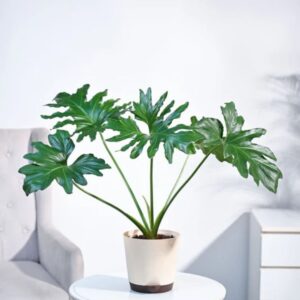 Philodendron Selloum Green Plant