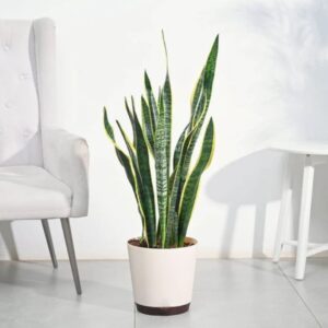 Sansevieria Laurentii Plant - XL