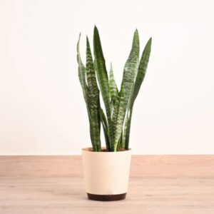 Sansevieria Zeylanica - XL