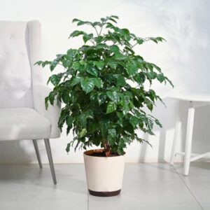 The China Doll Plant - XL