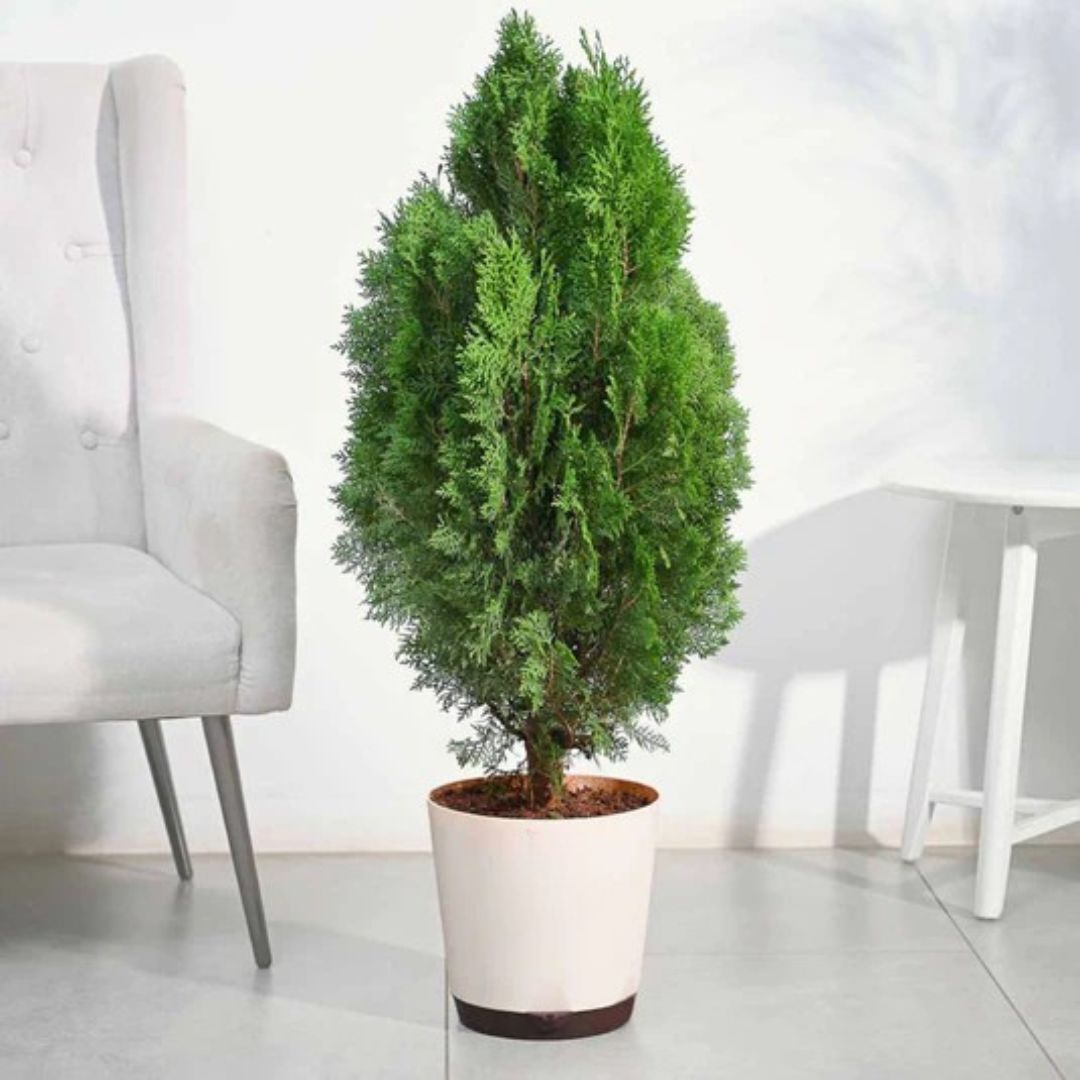 Thuja Plant - XL