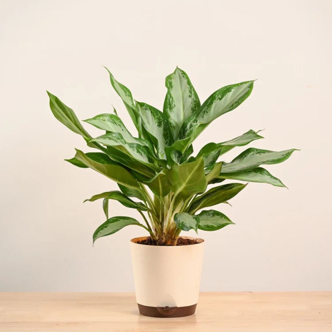 Aglaonema Manila Beauty - Large