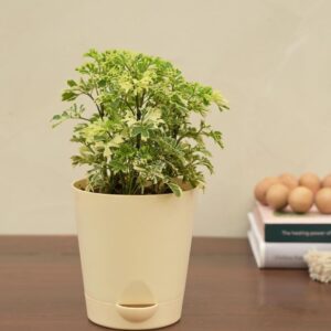 Aralia Variegated Mini Plant