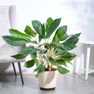 Aglaonema Stripes Plant - XL