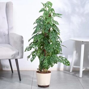 Broken Heart Plant With Moss Stick