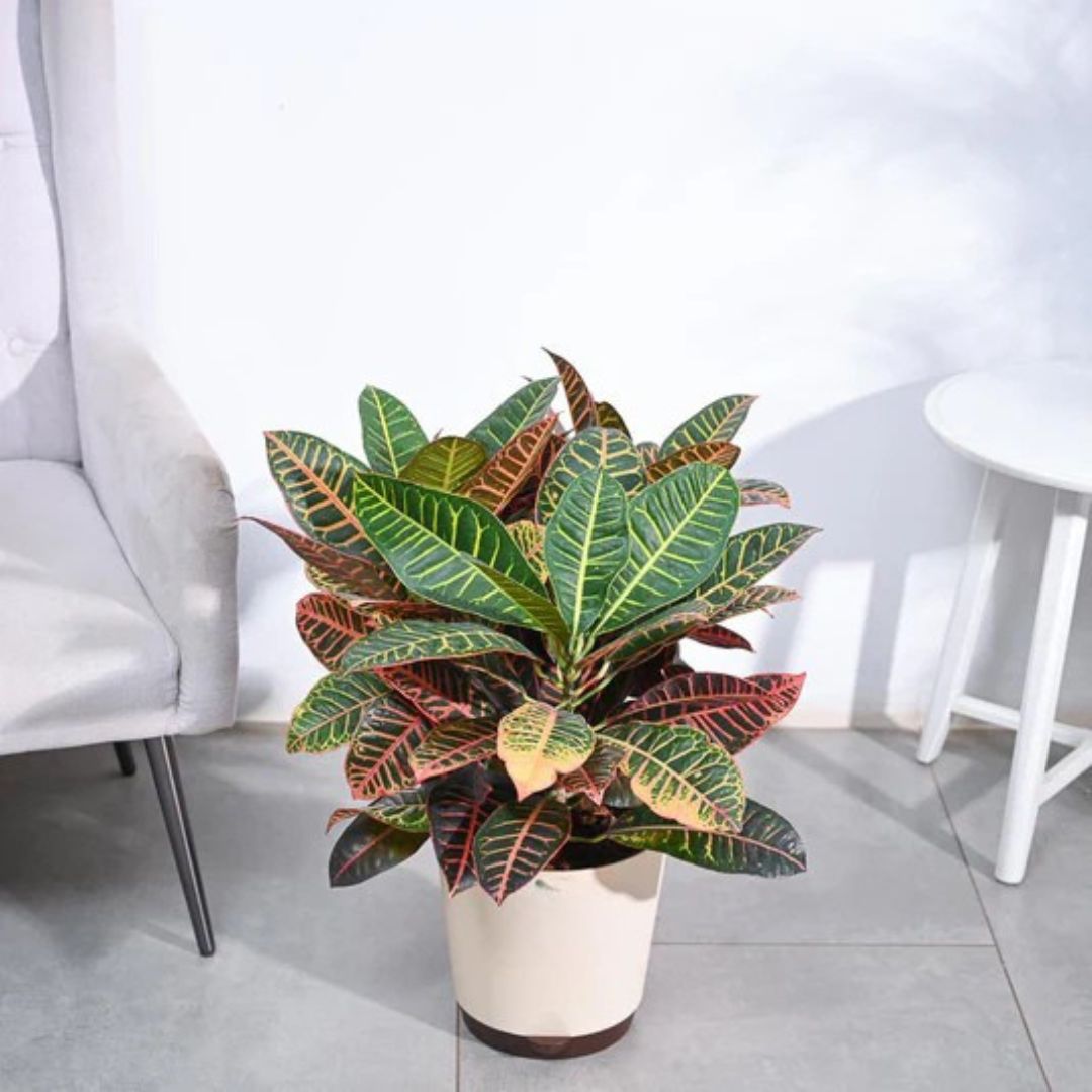 Croton Petra