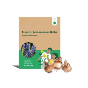 Muscari Armeniacum Bulbs