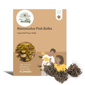 Ranunculus Pink Bulbs