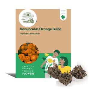 Ranunculus Orange Bulbs
