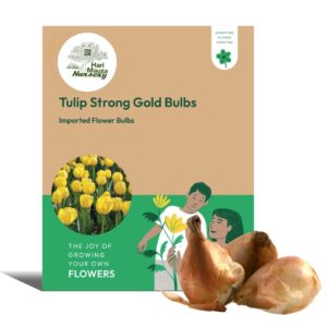Tulip Strong Gold Bulbs