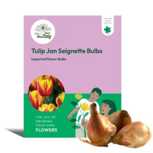 Tulip Jan Seignette Bulbs