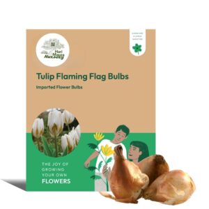 Tulip Flaming Flag Bulbs
