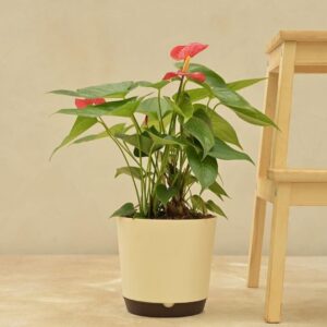 Aechmea Fasciata Plant