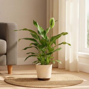 Peace Lily Large (Spathiphyllum Sensation)