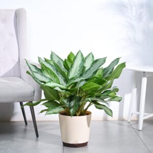 Aglaonema Manila Beauty - XL