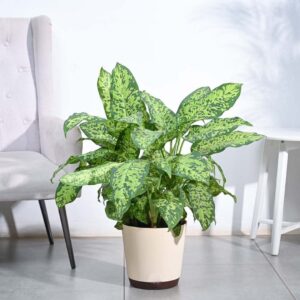 Dieffenbachia Cheetah Plant - XL