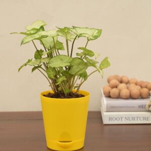 Syngonium Pixie Plant