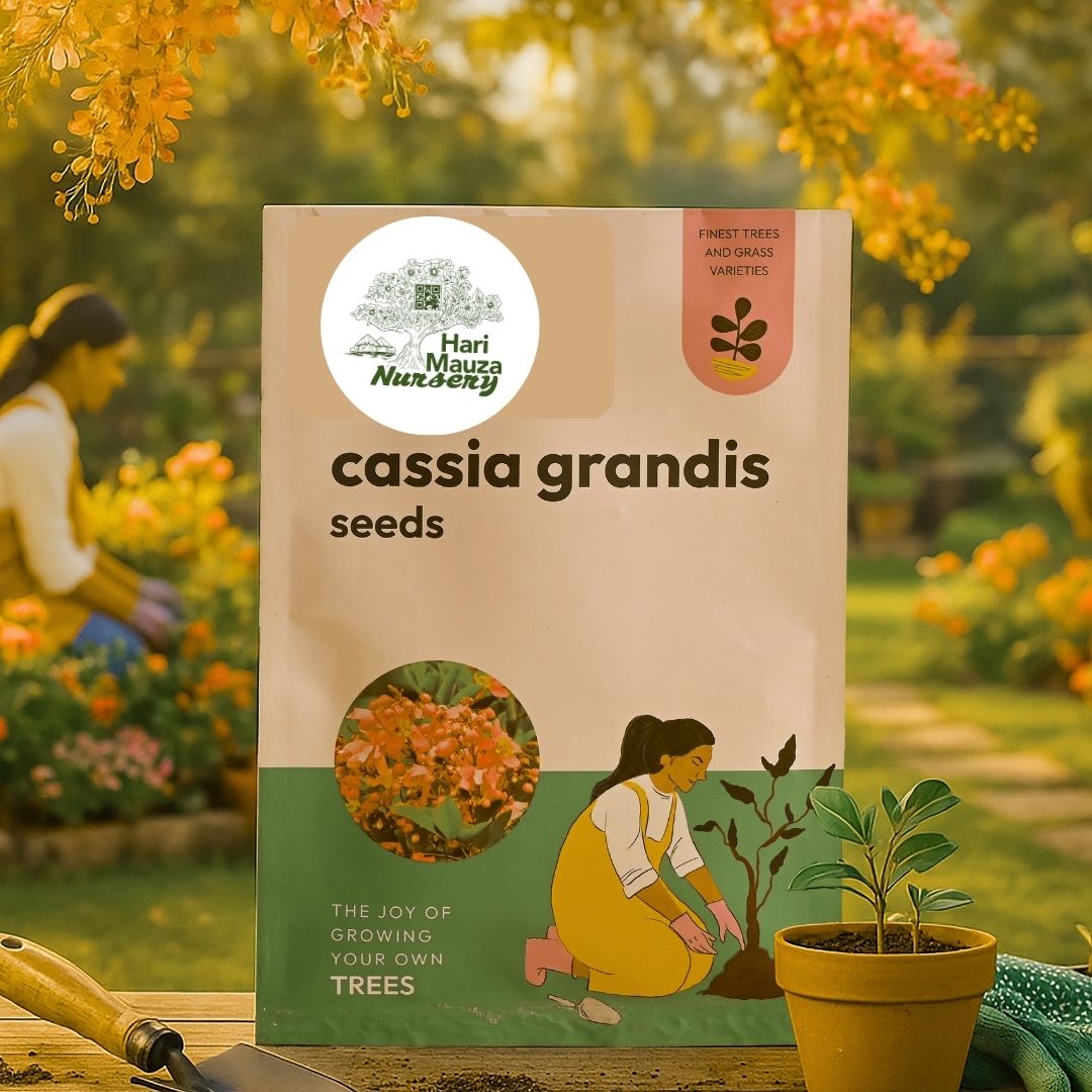 Cassia Grandis Seeds - 100 g