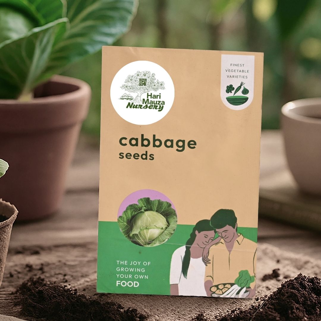 Cabbage Seeds