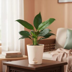 Peace Lily Plant