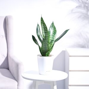 Sansevieria Gold Flame Snake Plant