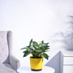 Philodendron Birkin Plant